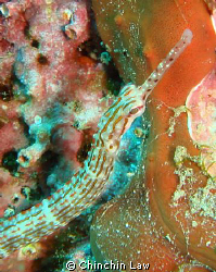 Reeftop Pipefish by Chinchin Law 